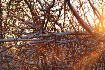 
flowers macro sky sunset dogs husky and dachshund sea beach sun lake city field