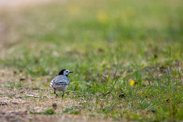  black and white wagtail runs across a path in search of food