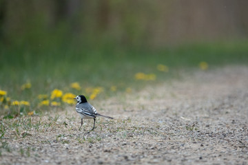  black and white wagtail runs across a path in search of food