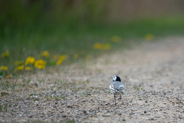  black and white wagtail runs across a path in search of food