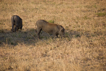 Warthog in the african savannah on a sunny day