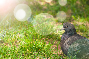 Pigeon closeup in the green grass