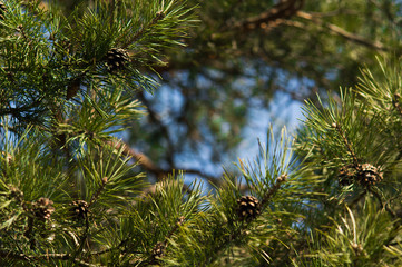 Fototapeta na wymiar Pine branches with cones on blurred background