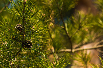 Pine branches with cones on blurred background