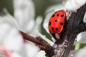 Red ladybug in macro on a branch of tree
