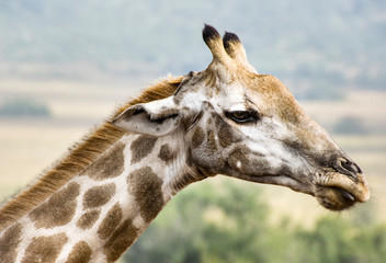 Side profile of giraffe, Pilanesberg National Park, South Africa
