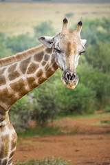 Griaffe lowering head and blinking eyes, Pilanesberg National Park, South Africa