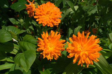 traditional flowers of Greece. organic without fertilizer and spraying