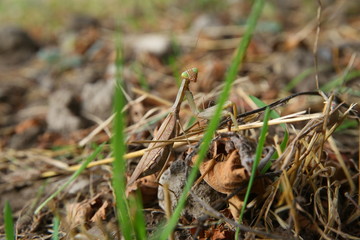 European mantis religiosa sitting on grass . European Mantis clinging to a stalk of grass . The green grasshopper looks at the camera.