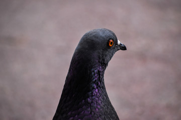 close up of a pigeon