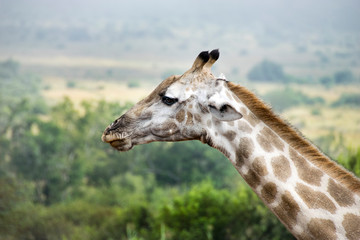 Side profile of giraffe, Pilanesberg National Park, South Africa