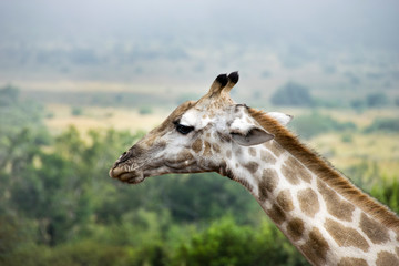 Side profile of giraffe, Pilanesberg National Park, South Africa