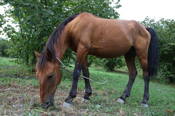 Fototapeta premium portrait of brown horse grazing in a meadow . horse on a leash eating grass closeup . Single brown local mountain horse tied up with tree trunk eating green grass outdoors .