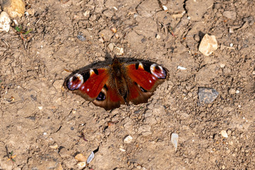 Peacock butterfly, Inachis io, resting in spring sunlight on dry, cracked ground