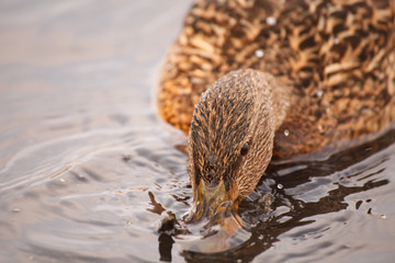 bird in the water