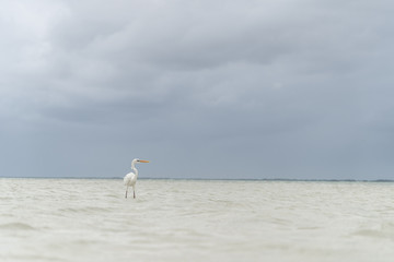 Relaxing crane at Holbox beach