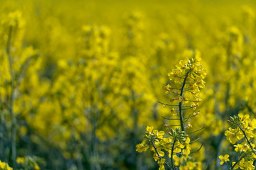 Obraz premium Bright yellow rapeseed field. rapeseed flowers close-up. Summer landscape for Wallpaper. Eco-friendly agriculture.