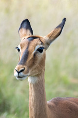 Impala against green grass background, Pilanesberg National Park, South Africa
