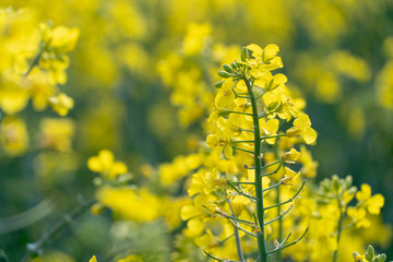 Bright yellow rapeseed field. rapeseed flowers close-up. Summer landscape for Wallpaper. Eco-friendly agriculture.