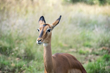 Impala against green grass background, Pilanesberg National Park, South Africa