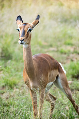 Impala against green grass background, Pilanesberg National Park, South Africa