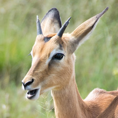 Impala against green grass background, Pilanesberg National Park, South Africa