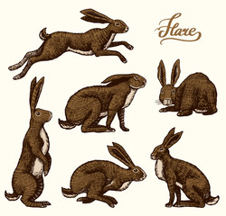 Wild hares set. Rabbits are sitting and jumping. Forest bunny or coney Collection. Hand drawn engraved old sketch for T-shirt, tattoo or label or poster. Vector illustration.