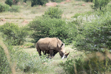 Obraz premium White Rhinoceros and Cattle Egret standing in grasslands, South Africa