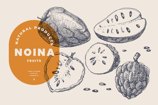 Hand drawn noina or sugar apple. Exotic and dessert fruits, sliced and whole. Organic food concept. It can be used for design of fruit markets and cosmetology. Vintage botanical illustration.