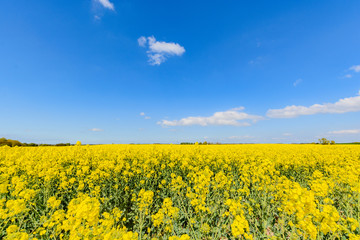 Rapsfeld auf Rügen