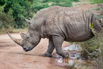 Obraz premium White Rhinoceros crossing dirt road, South Africa
