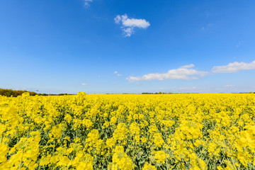 Fototapeta premium Rapsfeld auf Rügen