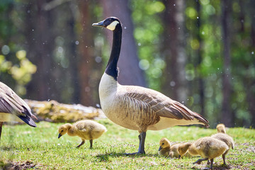 Canada Goose with goslings ( Branta Canadensis ), Teverener Heide Natural Park, Germany	