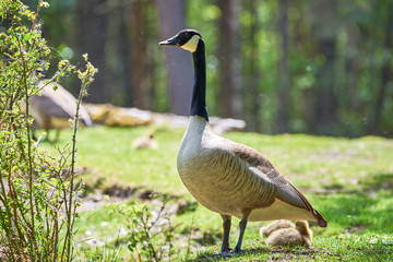 Canada Goose with goslings ( Branta Canadensis ), Teverener Heide Natural Park, Germany	