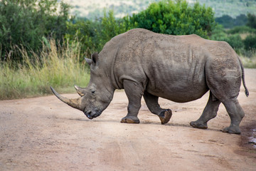 Obraz premium White Rhinoceros crossing dirt road, South Africa