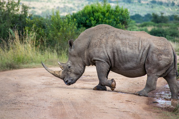Obraz premium White Rhinoceros crossing dirt road, South Africa