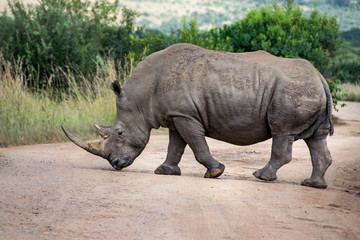 White Rhinoceros crossing dirt road, South Africa