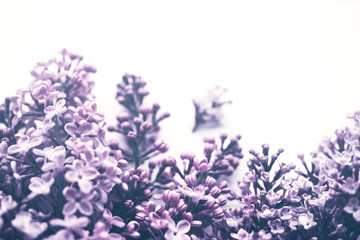 Fototapeta na wymiar Lilac flowers closeup on white background, soft focus, vintage toned. Floral background 