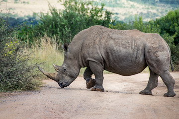 White Rhinoceros crossing dirt road, South Africa