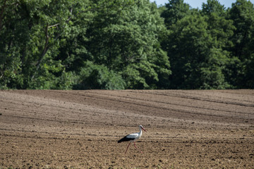 Stork in arable fields in Poland