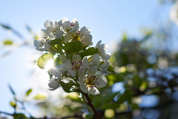 Wonderful pear blossoms, apple trees on the blue sky background