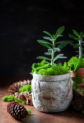 Indoor plant in a concrete pot on a dark background.