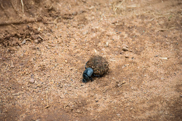 Dung beetle rolling ball of dung, Pilanesberg National Park, South Africa