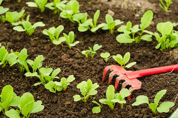 young radishes grow from seeds grow in soil in greenhouse. cultivating ground with garden tools, caring for seedlings, growing seedlings.