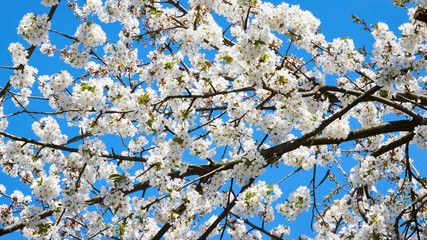 Beautifully flowering branches of wild cherry against the blue sky