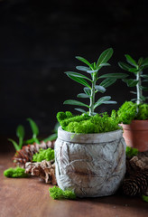 Indoor plant in a concrete pot on a dark background.