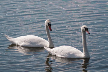 two white swans in a pond, Swan lake