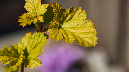 Celadon plant on a delicate blurred background