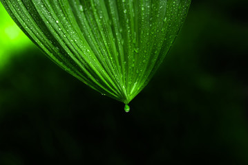 Green leave with  rain drop on nature.