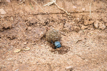 Dung beetle rolling ball of dung, Pilanesberg National Park, South Africa